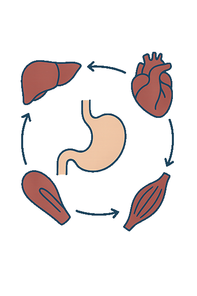 Metabolism including digestion, liver, pancreas, muscles, and heart